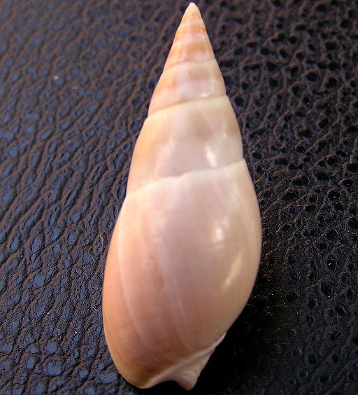 Image of Bullia rhodostoma